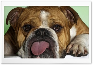 Funny Dog Ultra HD Wallpaper for 4K UHD Widescreen desktop, tablet & smartphone
