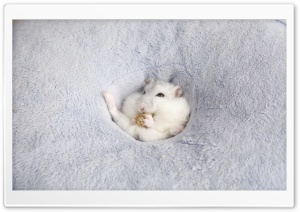 Funny Hamster Ultra HD Wallpaper for 4K UHD Widescreen desktop, tablet & smartphone
