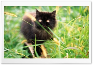 Funny Kitten Eating Grass Ultra HD Wallpaper for 4K UHD Widescreen desktop, tablet & smartphone