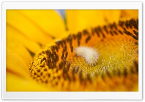 Fuzzy Caterpillar Ultra HD Wallpaper for 4K UHD Widescreen desktop, tablet & smartphone