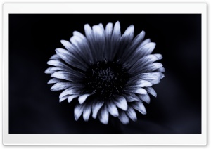 Gaillardia Flower Nighttime Ultra HD Wallpaper for 4K UHD Widescreen desktop, tablet & smartphone