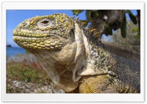 Galapagos Land Iguana Galapagos Islands Ecuador Ultra HD Wallpaper for 4K UHD Widescreen desktop, tablet & smartphone