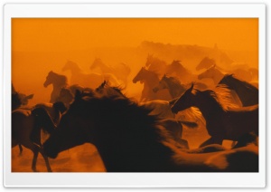 Galloping Herd Ultra HD Wallpaper for 4K UHD Widescreen desktop, tablet & smartphone