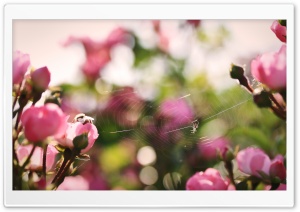 Garden Ultra HD Wallpaper for 4K UHD Widescreen desktop, tablet & smartphone