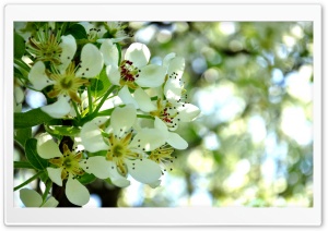 Garden Blossoms Ultra HD Wallpaper for 4K UHD Widescreen desktop, tablet & smartphone
