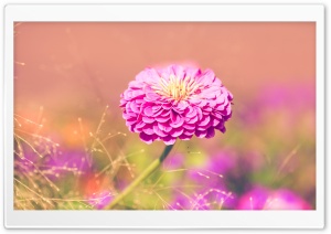 Garden Flower Ultra HD Wallpaper for 4K UHD Widescreen desktop, tablet & smartphone