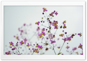 Garden Flowers 1 Ultra HD Wallpaper for 4K UHD Widescreen desktop, tablet & smartphone