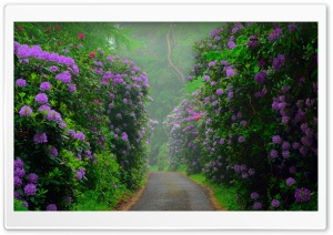 Garden, Flowers Ultra HD Wallpaper for 4K UHD Widescreen desktop, tablet & smartphone