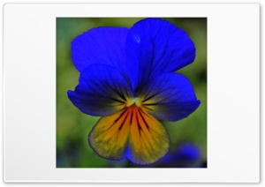 Garden Gift Ultra HD Wallpaper for 4K UHD Widescreen desktop, tablet & smartphone