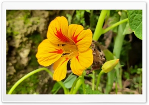 garden nasturtium Ultra HD Wallpaper for 4K UHD Widescreen desktop, tablet & smartphone