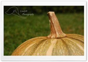 Garden Pumpkins Ultra HD Wallpaper for 4K UHD Widescreen desktop, tablet & smartphone