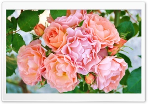 Garden Roses Flowers Ultra HD Wallpaper for 4K UHD Widescreen desktop, tablet & smartphone