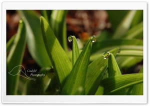 Garden Water Drops Ultra HD Wallpaper for 4K UHD Widescreen desktop, tablet & smartphone