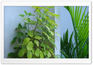 Gardening Ultra HD Wallpaper for 4K UHD Widescreen desktop, tablet & smartphone