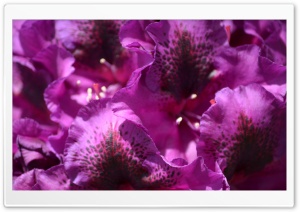 Gathering of Blooms Ultra HD Wallpaper for 4K UHD Widescreen desktop, tablet & smartphone