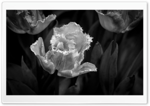 Gavnos Tulip Festival Ultra HD Wallpaper for 4K UHD Widescreen desktop, tablet & smartphone