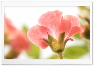 Geranium Flower Ultra HD Wallpaper for 4K UHD Widescreen desktop, tablet & smartphone