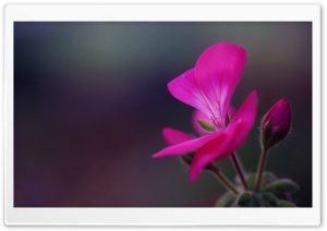 Geranium Flower Buds Ultra HD Wallpaper for 4K UHD Widescreen desktop, tablet & smartphone
