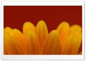 Gerbera Daisies Flowers 7 Ultra HD Wallpaper for 4K UHD Widescreen desktop, tablet & smartphone