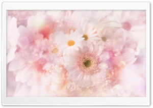 Gerbera Daisies Flowers 8 Ultra HD Wallpaper for 4K UHD Widescreen desktop, tablet & smartphone