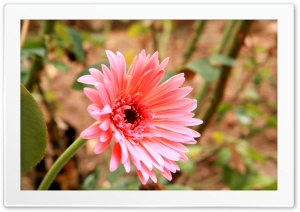 Gerbera  Morning Flower Ultra HD Wallpaper for 4K UHD Widescreen desktop, tablet & smartphone