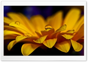 Gerbera Petals Macro Ultra HD Wallpaper for 4K UHD Widescreen desktop, tablet & smartphone