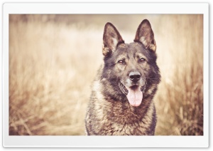 German Shepherd Dog Ultra HD Wallpaper for 4K UHD Widescreen desktop, tablet & smartphone