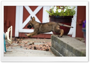 German Shepherd Puppy Leaping Ultra HD Wallpaper for 4K UHD Widescreen desktop, tablet & smartphone