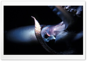 Giant Squid Deep Sea Ultra HD Wallpaper for 4K UHD Widescreen desktop, tablet & smartphone
