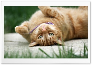 Ginger Cat With Green Eyes Ultra HD Wallpaper for 4K UHD Widescreen desktop, tablet & smartphone