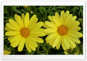 Gira Flower Ultra HD Wallpaper for 4K UHD Widescreen desktop, tablet & smartphone