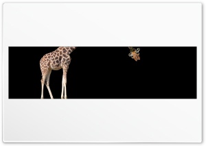 Giraffe Ultra HD Wallpaper for 4K UHD Widescreen desktop, tablet & smartphone