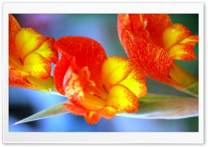 Gladiolus Bloom Ultra HD Wallpaper for 4K UHD Widescreen desktop, tablet & smartphone