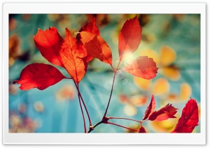 Glare of Autumn Ultra HD Wallpaper for 4K UHD Widescreen desktop, tablet & smartphone