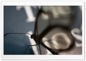 Glasswinged Butterfly Ultra HD Wallpaper for 4K UHD Widescreen desktop, tablet & smartphone