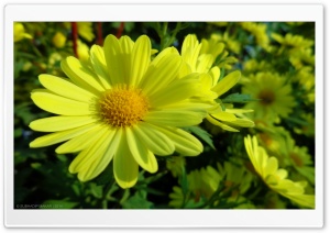 Glebionis Coronaria Ultra HD Wallpaper for 4K UHD Widescreen desktop, tablet & smartphone