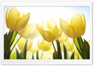 Glowing Tulips Flowers Ultra HD Wallpaper for 4K UHD Widescreen desktop, tablet & smartphone