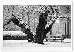 Gnarly Tree Winter Ultra HD Wallpaper for 4K UHD Widescreen desktop, tablet & smartphone