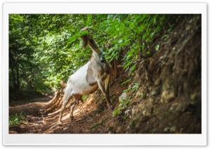 Goat Ultra HD Wallpaper for 4K UHD Widescreen desktop, tablet & smartphone