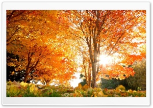 Golden Autumn In Park Ultra HD Wallpaper for 4K UHD Widescreen desktop, tablet & smartphone