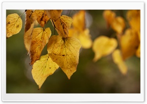 Golden Dance Ultra HD Wallpaper for 4K UHD Widescreen desktop, tablet & smartphone