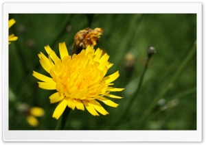 Golden Dandelion Ultra HD Wallpaper for 4K UHD Widescreen desktop, tablet & smartphone
