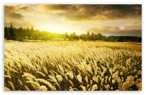 Golden Field, Sunset UltraHD Wallpaper for Wide 16:10 5:3 Widescreen WHXGA WQXGA WUXGA WXGA WGA ; 8K UHD TV 16:9 Ultra High Definition 2160p 1440p 1080p 900p 720p ; Standard 4:3 5:4 3:2 Fullscreen UXGA XGA SVGA QSXGA SXGA DVGA HVGA HQVGA ( Apple PowerBook G4 iPhone 4 3G 3GS iPod Touch ) ; Tablet 1:1 ; iPad 1/2/Mini ; Mobile 4:3 5:3 3:2 16:9 5:4 - UXGA XGA SVGA WGA DVGA HVGA HQVGA ( Apple PowerBook G4 iPhone 4 3G 3GS iPod Touch ) 2160p 1440p 1080p 900p 720p QSXGA SXGA ; Dual 16:10 5:3 16:9 4:3 5:4 WHXGA WQXGA WUXGA WXGA WGA 2160p 1440p 1080p 900p 720p UXGA XGA SVGA QSXGA SXGA ;