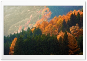 Golden Forest Ultra HD Wallpaper for 4K UHD Widescreen desktop, tablet & smartphone