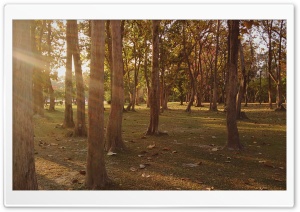 golden forest Ultra HD Wallpaper for 4K UHD Widescreen desktop, tablet & smartphone
