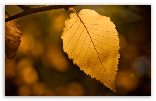 Golden Leaf UltraHD Wallpaper for Wide 16:10 5:3 Widescreen WHXGA WQXGA WUXGA WXGA WGA ; Standard 4:3 5:4 3:2 Fullscreen UXGA XGA SVGA QSXGA SXGA DVGA HVGA HQVGA ( Apple PowerBook G4 iPhone 4 3G 3GS iPod Touch ) ; Tablet 1:1 ; iPad 1/2/Mini ; Mobile 4:3 5:3 3:2 5:4 - UXGA XGA SVGA WGA DVGA HVGA HQVGA ( Apple PowerBook G4 iPhone 4 3G 3GS iPod Touch ) QSXGA SXGA ;