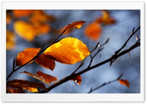 Golden Leaves Ultra HD Wallpaper for 4K UHD Widescreen desktop, tablet & smartphone