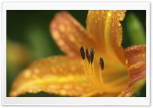 Golden Lily Flower Ultra HD Wallpaper for 4K UHD Widescreen desktop, tablet & smartphone