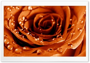 Golden Rose Ultra HD Wallpaper for 4K UHD Widescreen desktop, tablet & smartphone
