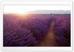 Golden Sunlight, Purple Flowers Field Ultra HD Wallpaper for 4K UHD Widescreen desktop, tablet & smartphone